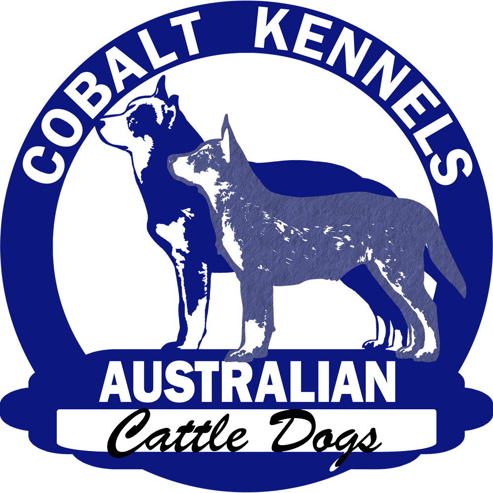 Breeder of quality health tested AKC registered Australian Cattle Dogs